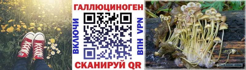 сколько стоит  Мурманск  Псилоцибиновые грибы Psilocybe 